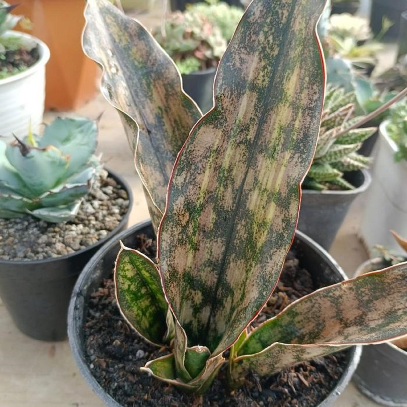 Sansevieria Kirkii Brown Variegated Rare Snake Plant