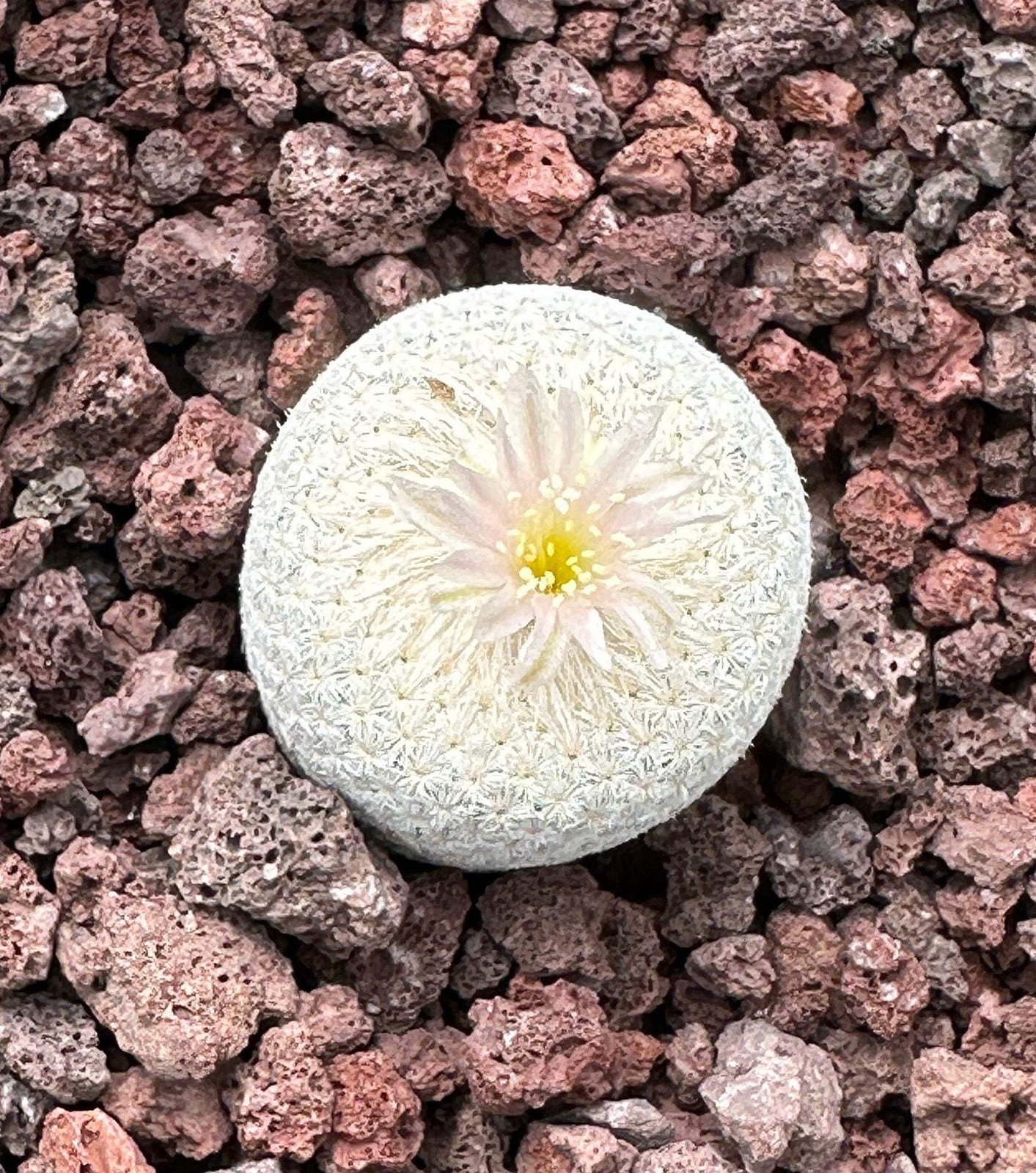 Rare Cactus – Epithelantha Bokei