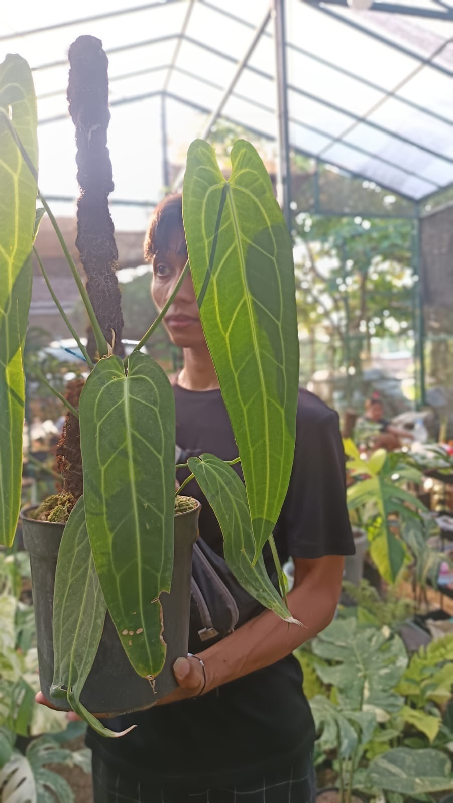 Real Picture Anthurium Warocqueanum Big Size Very Beautiful Leaves
