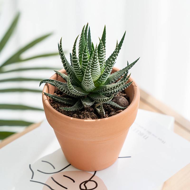 2 Pack Rare Cactus Succulent Plants | Live House Plants for Home & Office Decor