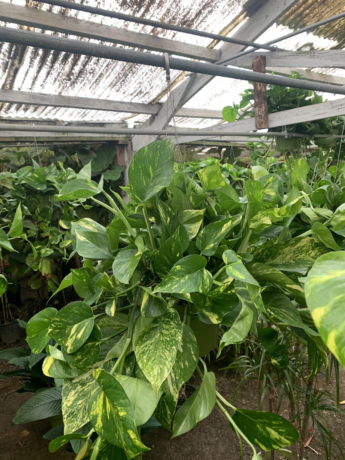 Indoor Live Plants Bundles Including 6inch Potted Pothos Plants