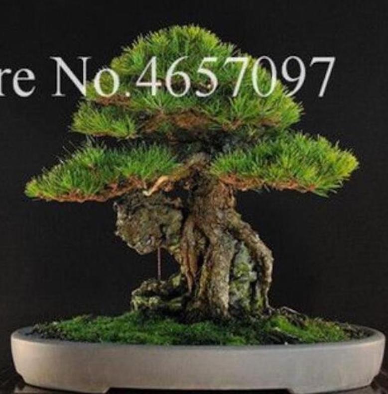 (10) BONSAI PINE TREE SEEDS rare exotic home garden mini dwarf USA SELLER TRACK