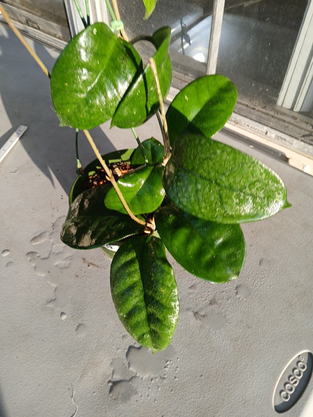 #865- HOYA FUNGI LIVE PLANT, LARGE LEAVES, LARGE PLANT,5″INCHES HANGER POT,