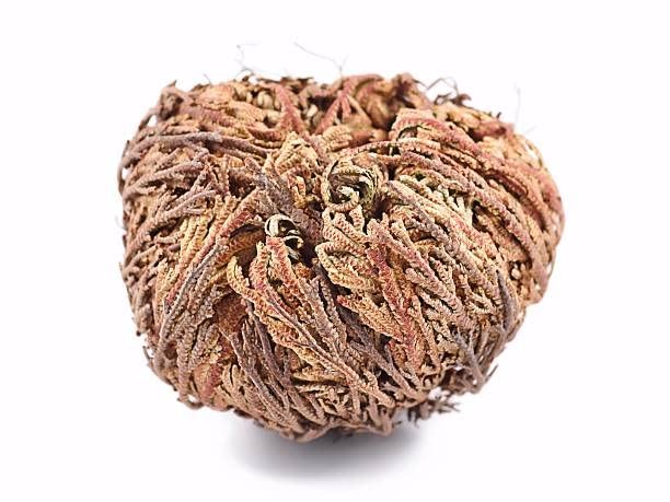 Rose of Jericho Dried Flower Jumbo Size 5” – 3.5” – 6” – Sacred Plant