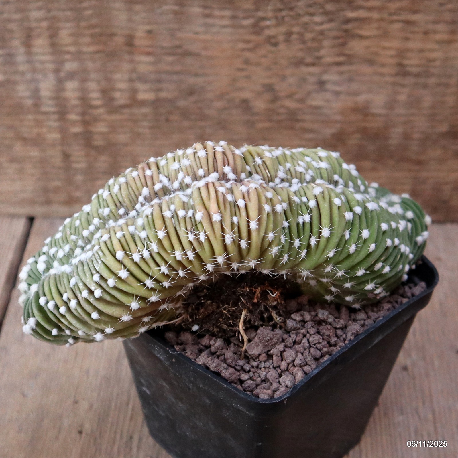 D7314 ECHINOPSIS SUBDENUDATA CRESTED pot9-H8-W16 cm MaMa Cactus