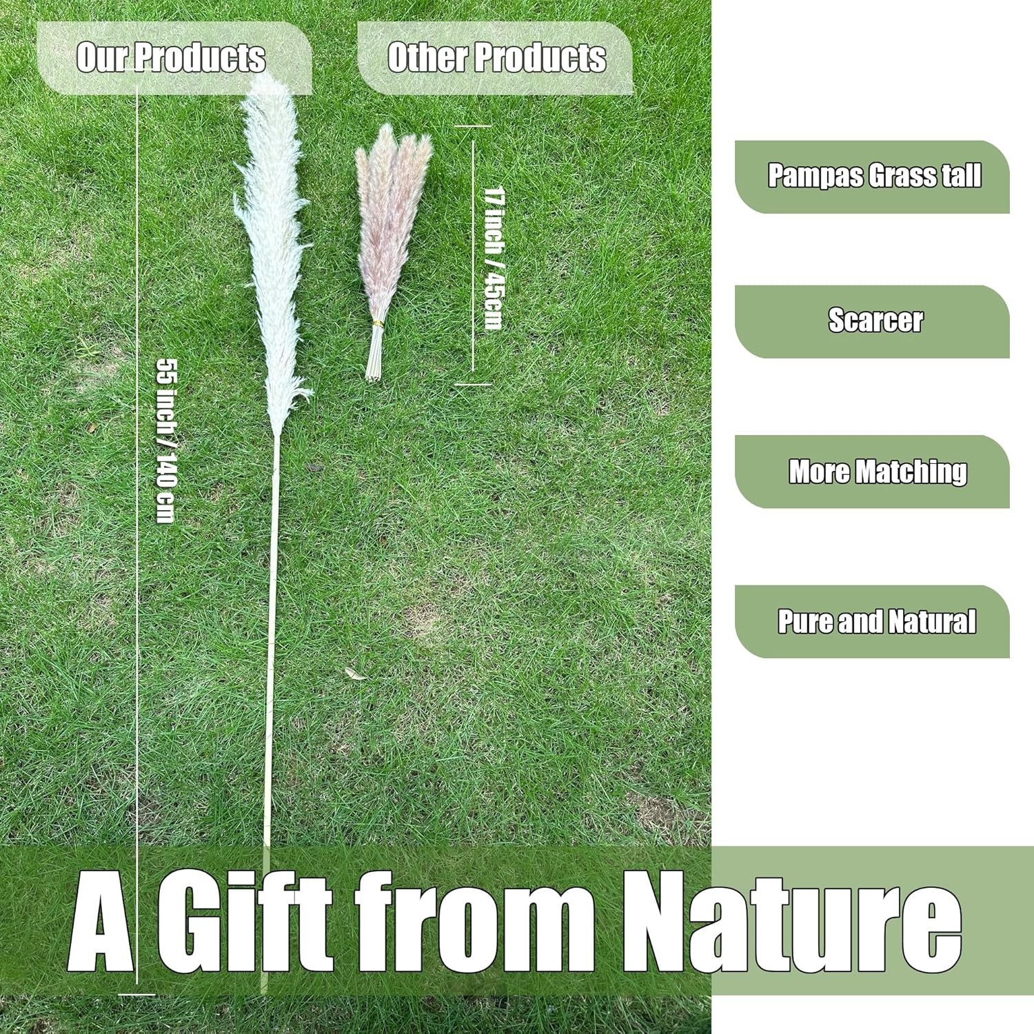 Natural Dried Pampas Grass Stems – 55 Inches of Fluffy Beige Beauty for Events