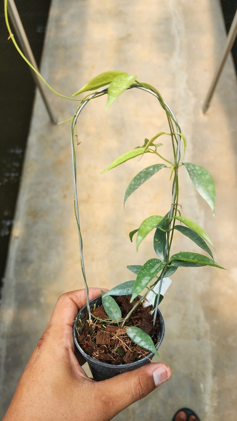 Hoya Exilis Sp Papua Rare Tropical Wax Plant