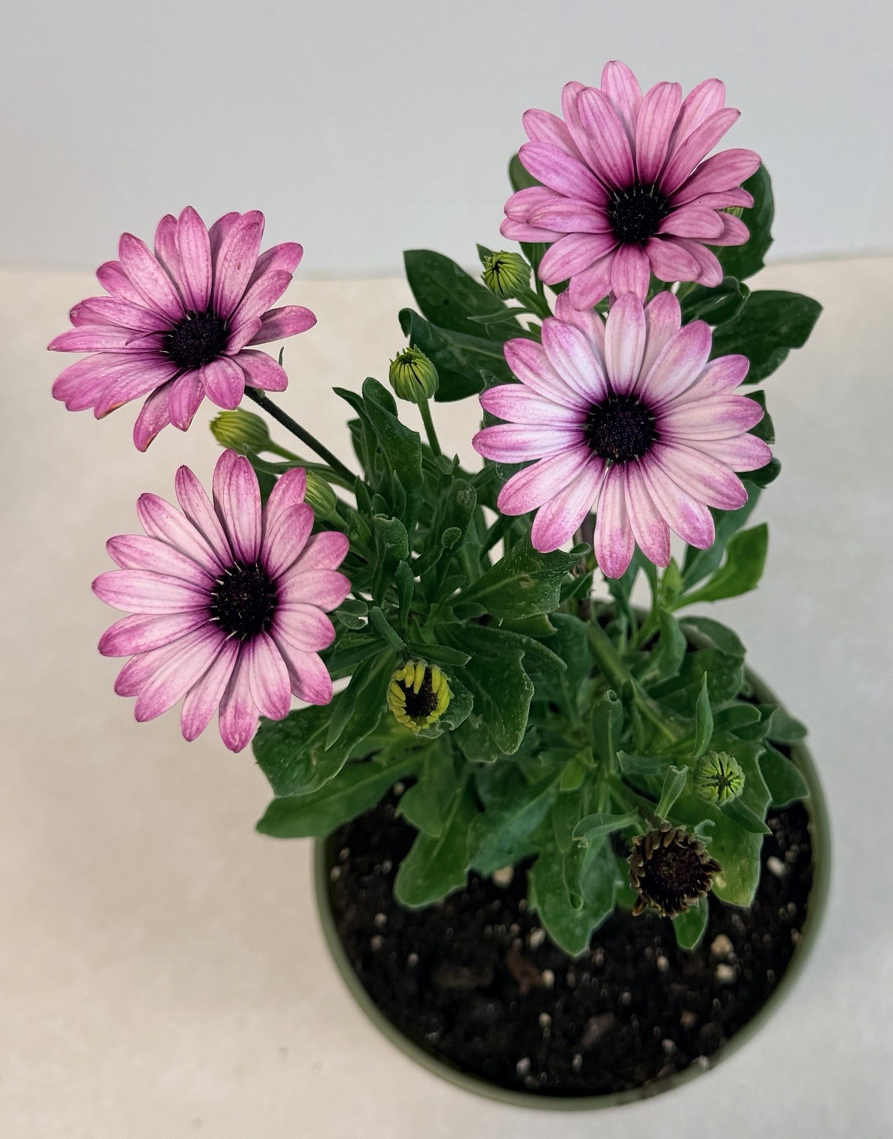 Margarita Pink Flare – In 4” Plastic Flower Pot. Beautiful color