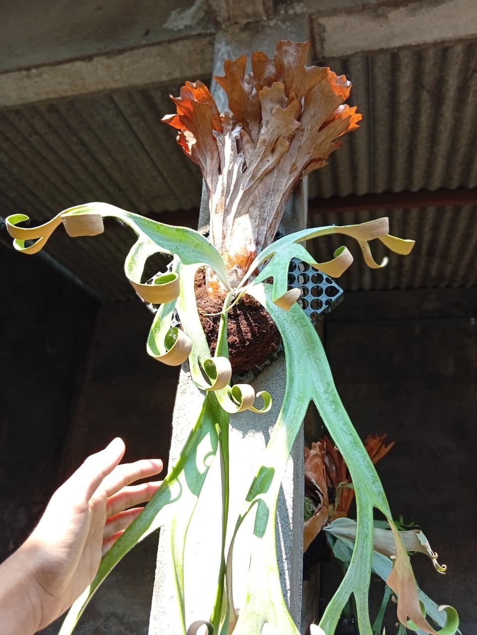 Real Picture Platycerium Willincki Roll Large Size Rare Plant