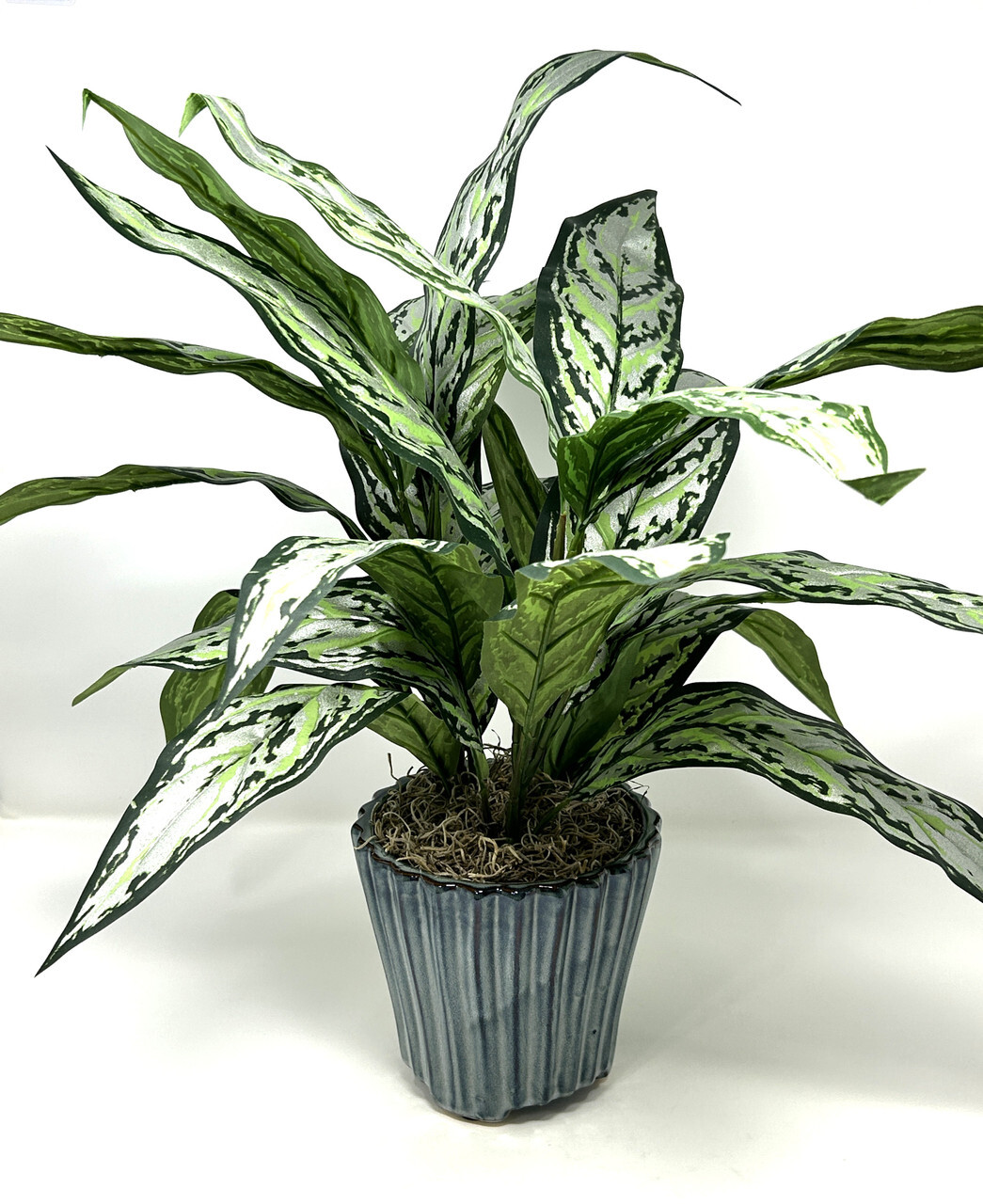 19″ Large SILVER QUEEN AGLAONEMA artificial silk Sword plant, 5.5″ Blue Ceramic