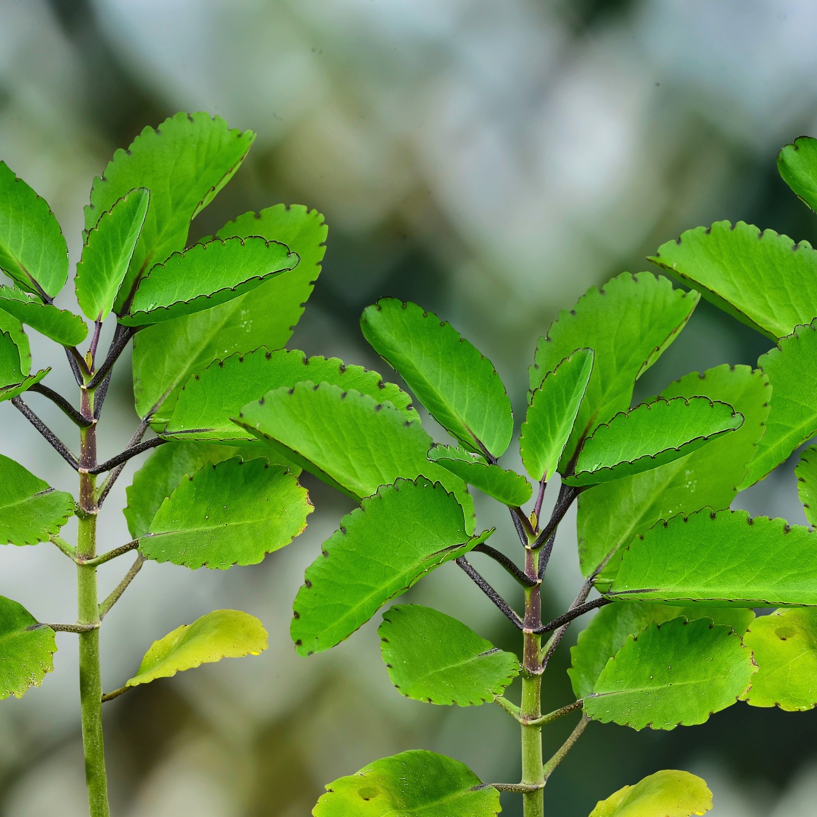 5x Bryophyllum pinnatum Leaves | Miracle Leaf | Fresh Organic Cuttings for Growi