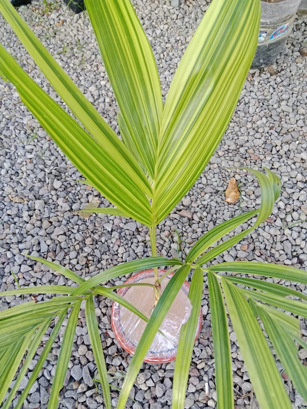 Real Palm Chamaedorea Elegans Variegata Live | Rare Variegated Parlor Palm