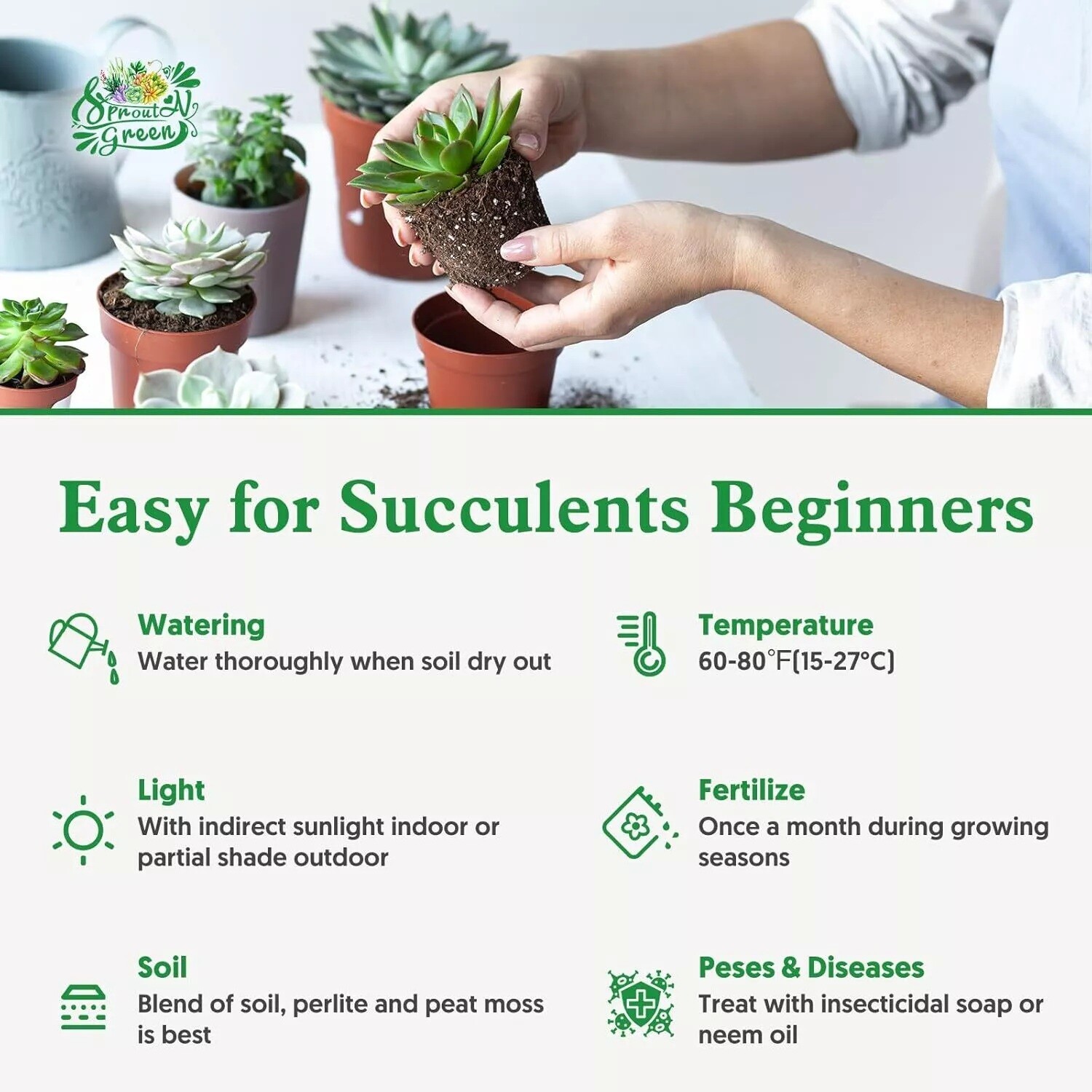 Live Succulent String of Pearls Live Plant Fully Rooted in 4″ Pot with Soil