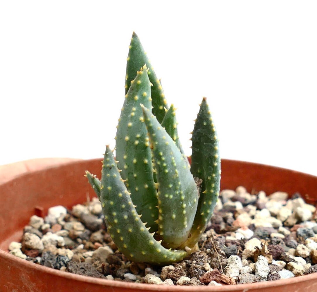 Aloe pillansii F1AM – Giant quiver tree | Pillans’ aloe