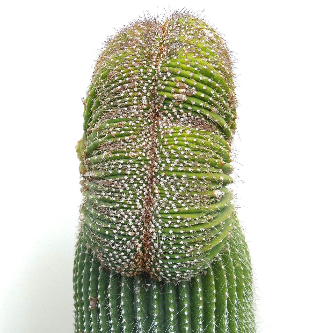 Carnegiea polylopha SAGUARO CRESTED 56x30cm – OLD SPECIMEN