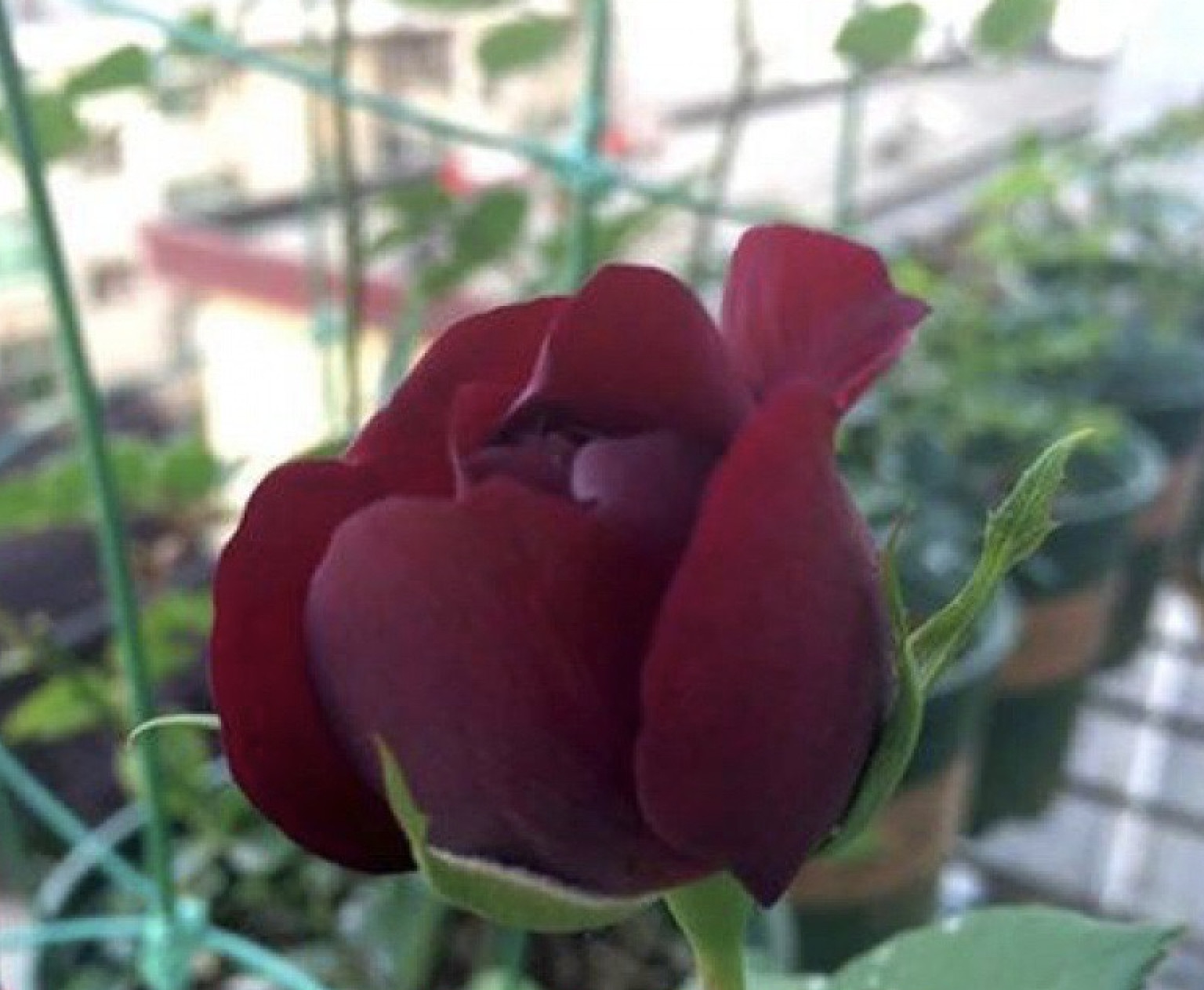 (10) CLASSIC ROSE SEEDS perennial flower garden plant bush tea USA SELLER TRACK