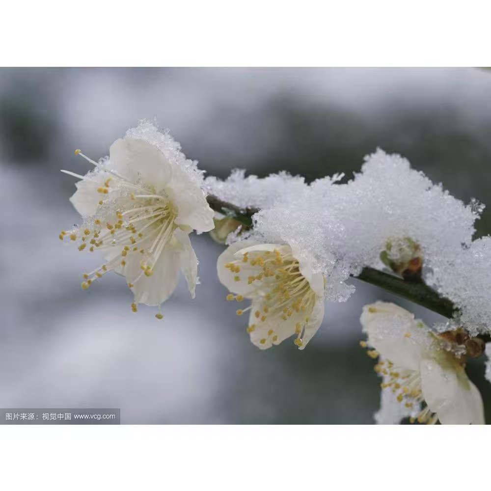 5-Pcs Artificial Plum Blossom Fake Wintersweet Long Stem Plastic Flowers Home Ho