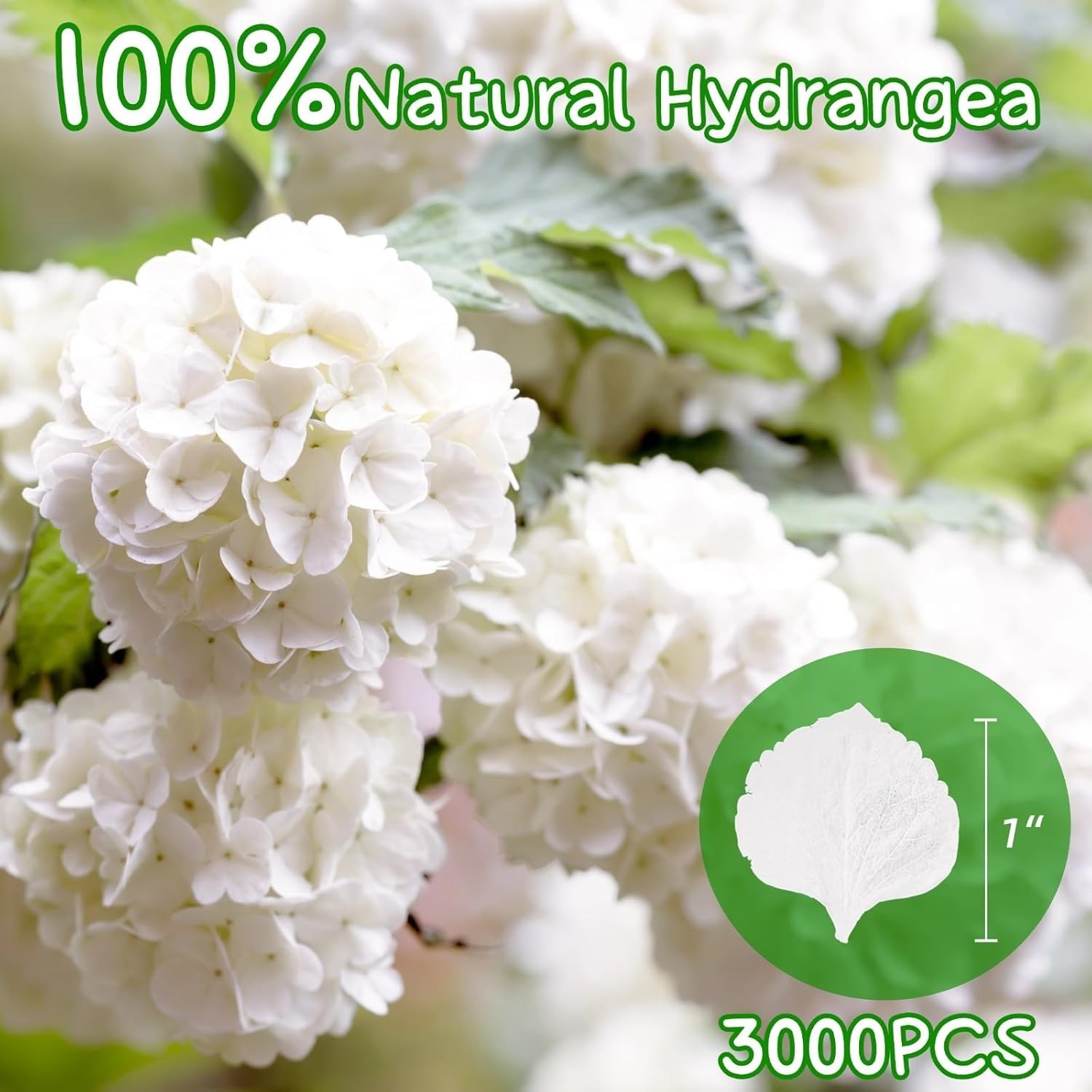 3000+Pcs Real Ivory White Dried Hydrangea Flower Petals – 100% Natural Creamy…
