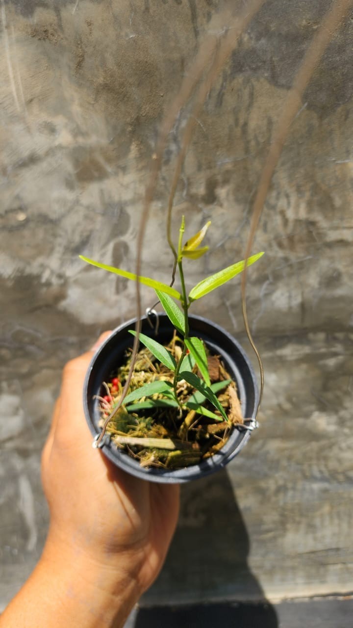 Hoya AFF Oligantha SP Papua Rare Tropical Wax Plant