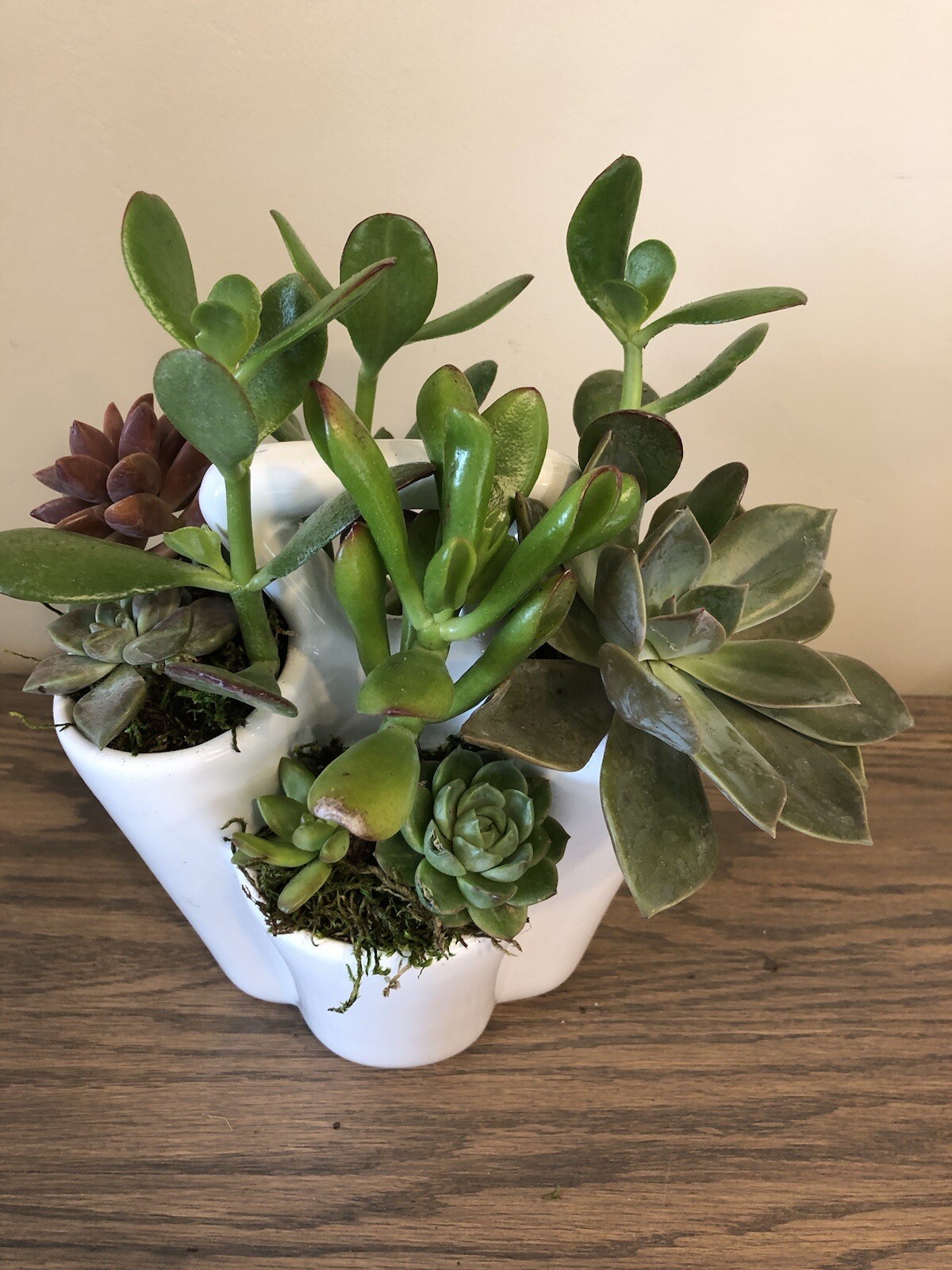 Live Potted Succulent Arrangement in Ceramic Tote Planter