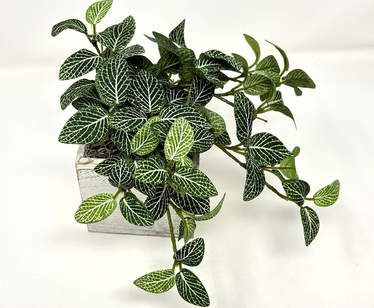 Small 8″ tall Artificial GREEN FITTONIA NERVE Silk plant potted, White-washed wo