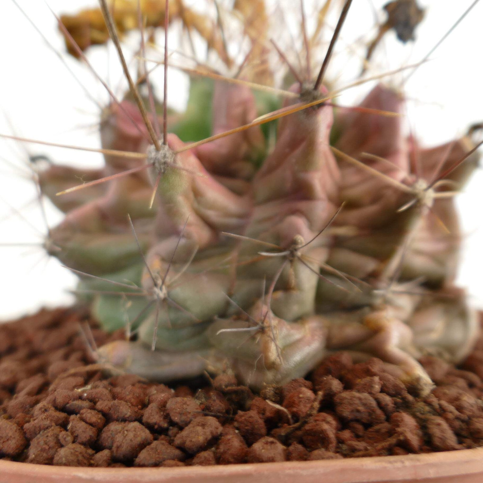 Ferocactus hamatacanthus UNUSUAL RIBS FORMS – Texas barrel cactus | Hooked barre