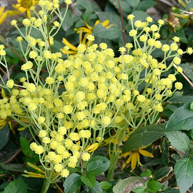 Baby’s Breath Pack of 12 Stems 18in Yellow