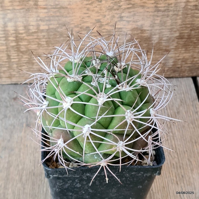 D5709 GYMNOCALYCIUM SAGLIONIS pot9-H8-W9,5 cm MaMa Cactus