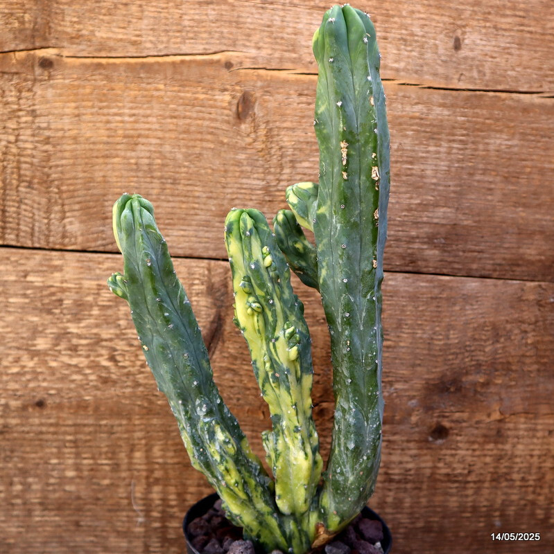 D4120 MYRTILLOCACTUS GEOMETRIZANS VARIEGATED pot12-H31-W14 cm MaMa Cactus