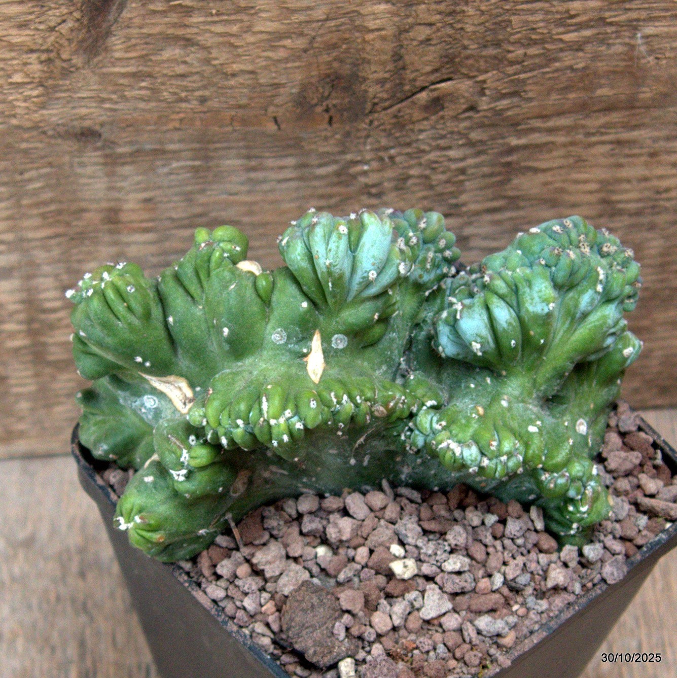 D7229 MYRTILLOCACTUS GEOMETRIZANS CRESTED pot10-H10-W14 cm MaMa Cactus