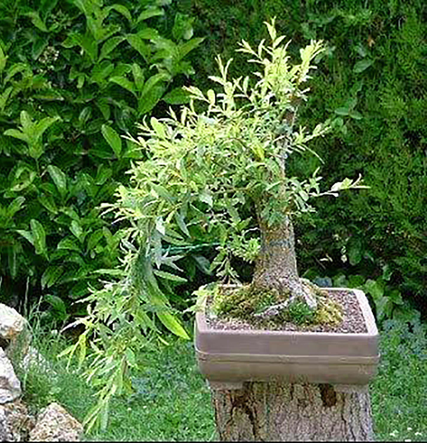 Black Willow Tree Bonsai! Exotic Cutting Starter with instructions!