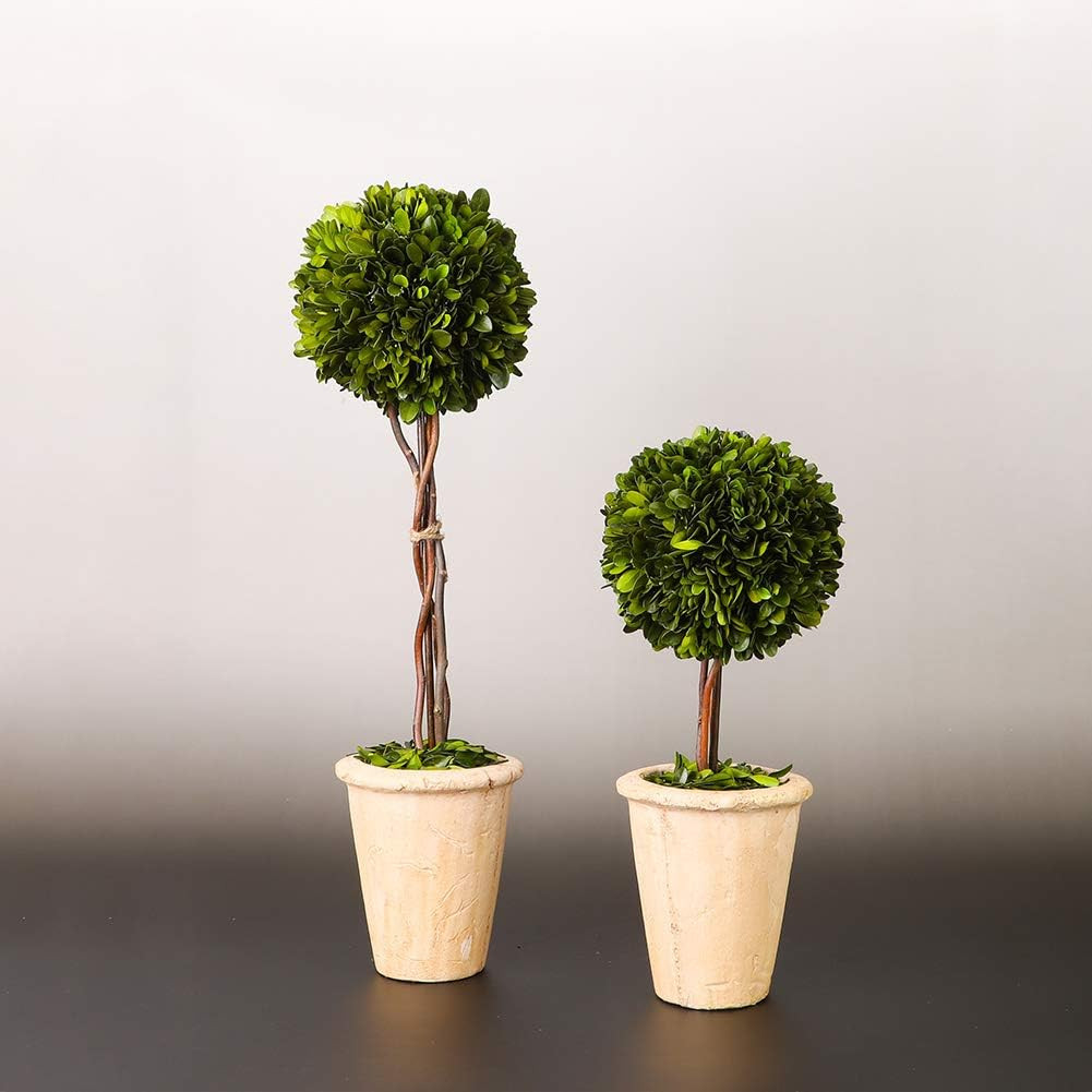 Real Preserved Yellow Evergreen Potted Tree Globe Tree Basin Territory Flower Po