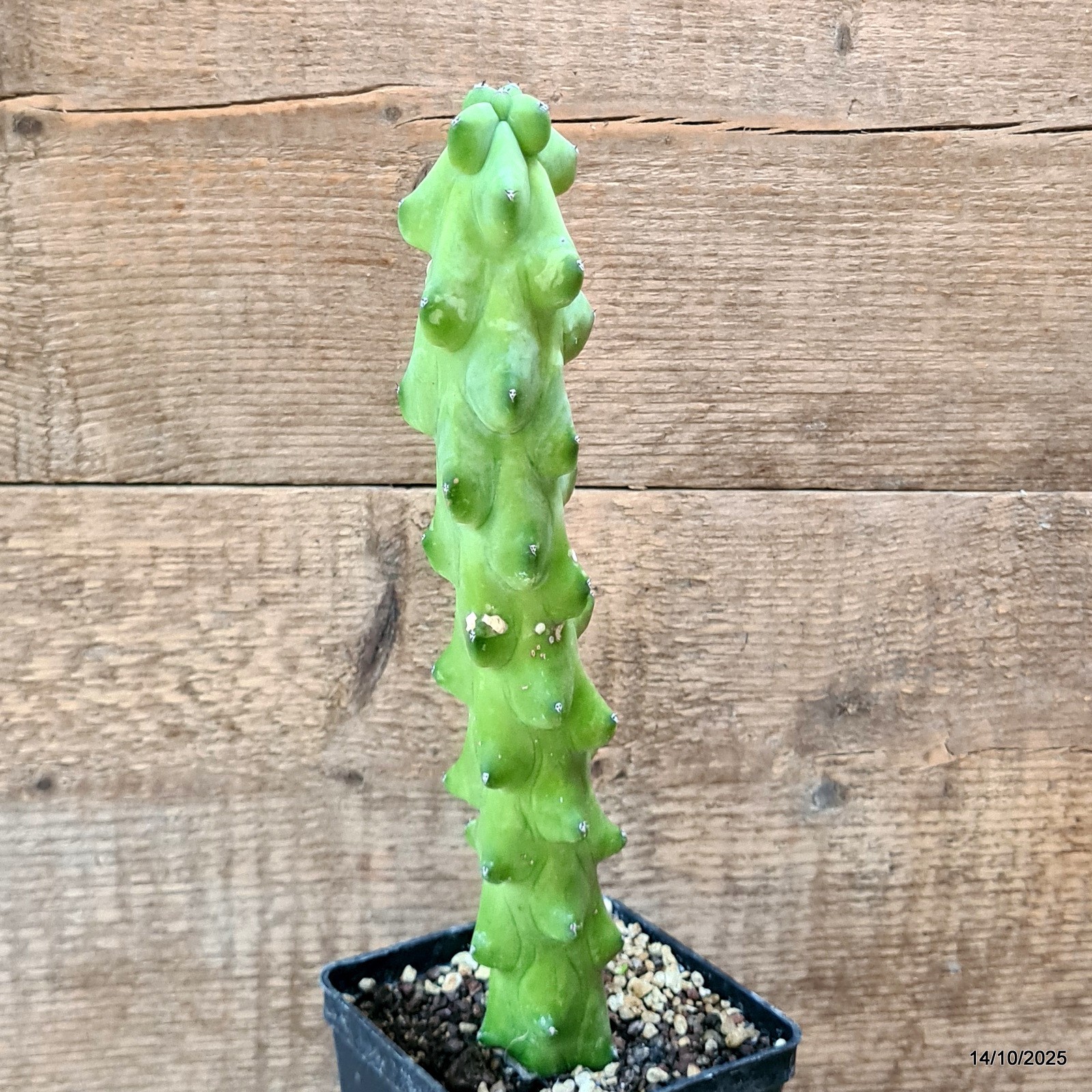 D6992 MYRTILLOCACTUS FUKUROKURIUZINBOKU pot10-H28-W5 cm MaMa Cactus