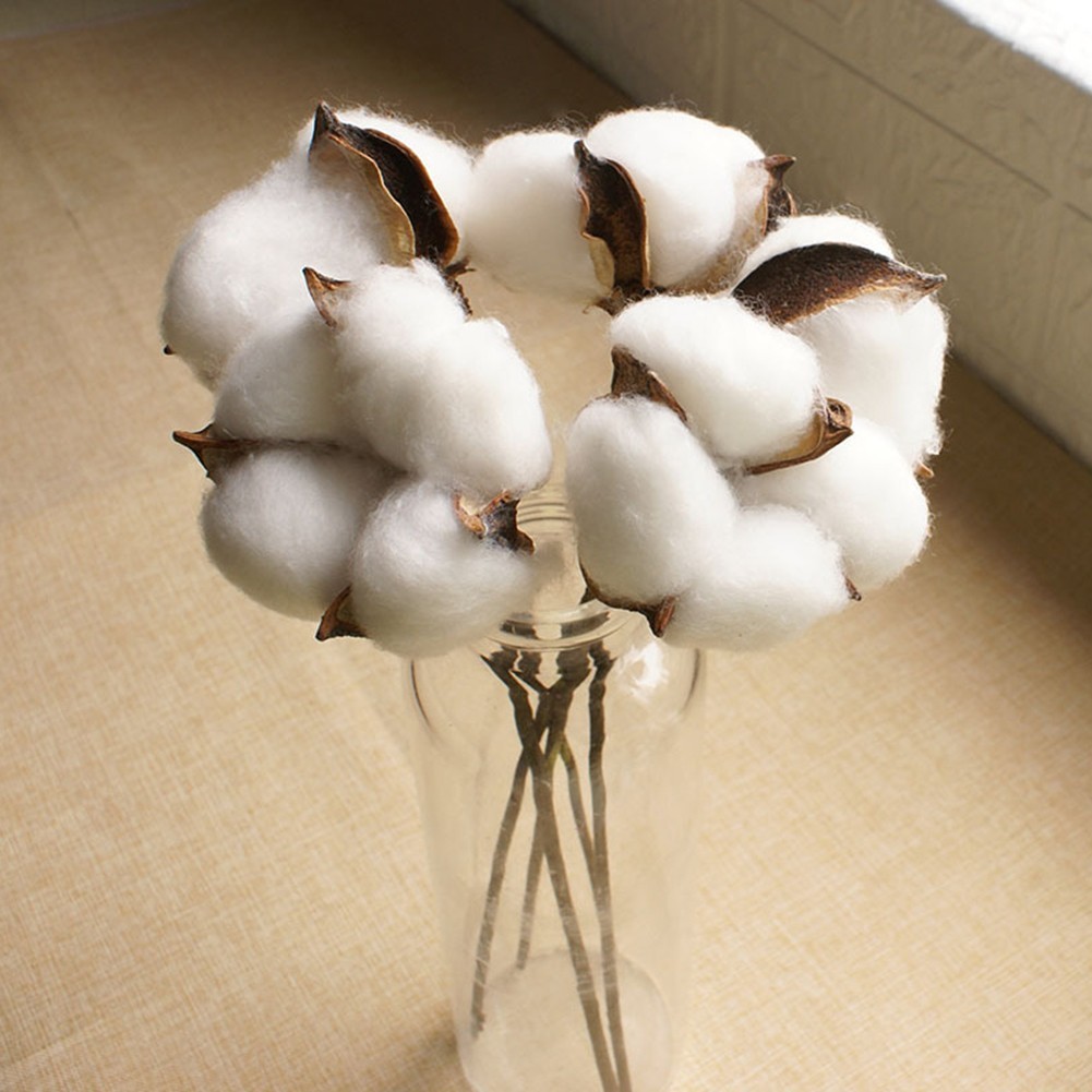 White Dried Cotton Flower Stems Natural for Wedding and Home Photography