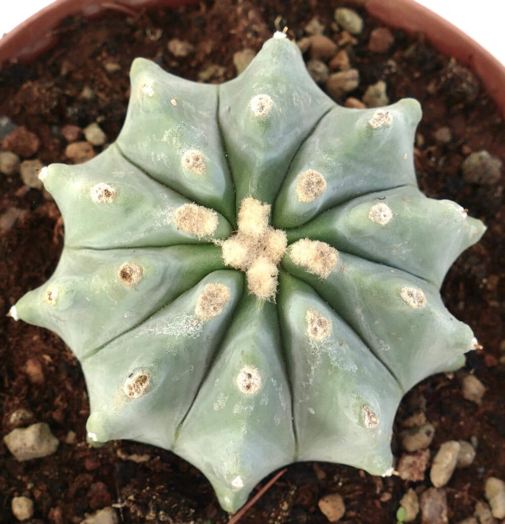 Ferocactus glaucescens cv URASAKI (DLU88) – Glaucous barrel cactus | Blue barrel