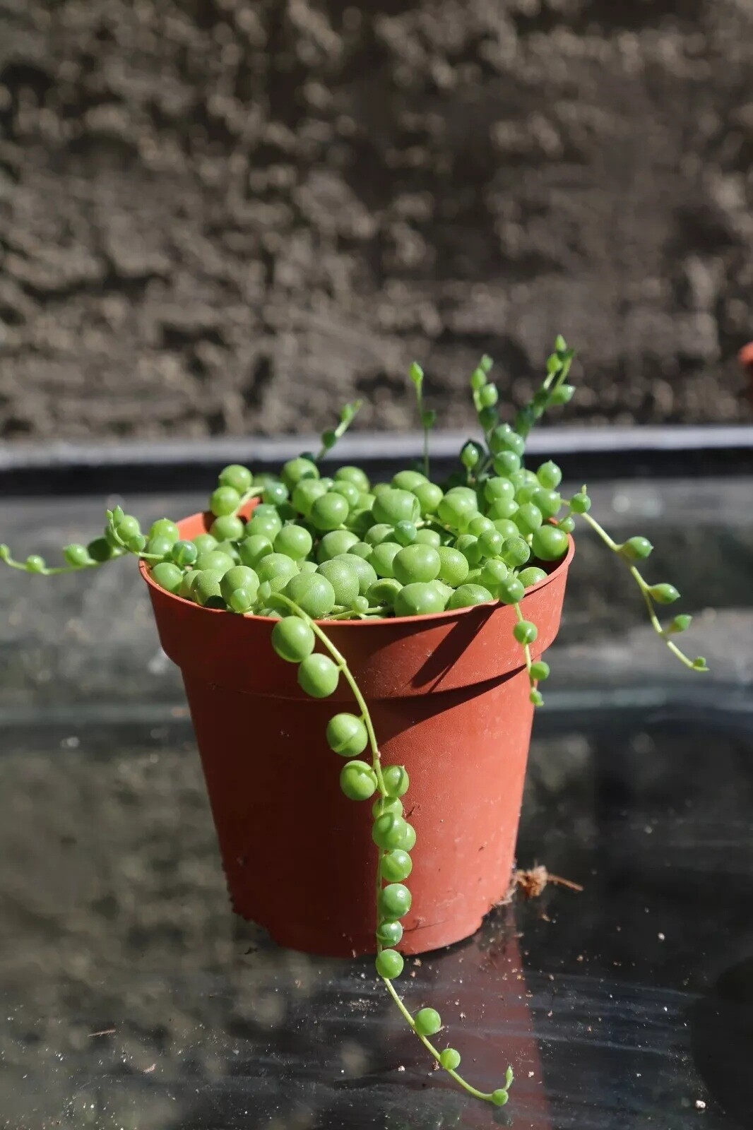 Live Succulent String of Pearls Live Plant Fully Rooted in 4″ Pot with Soil