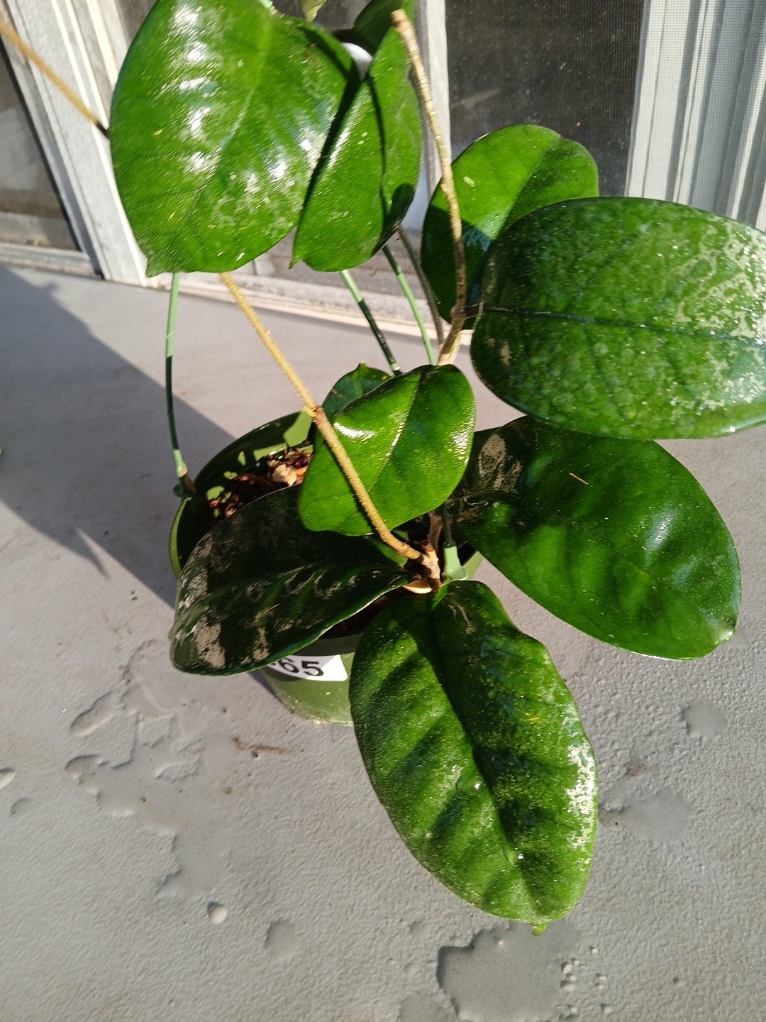 #865- HOYA FUNGI LIVE PLANT, LARGE LEAVES, LARGE PLANT,5″INCHES HANGER POT,