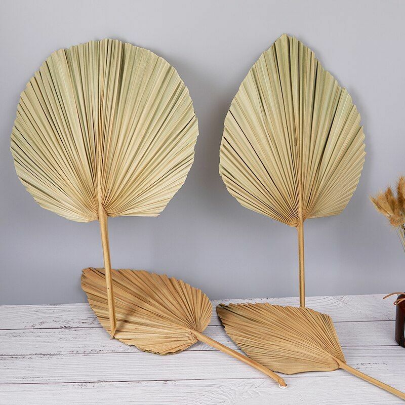 Natural Dried Flower Palm Leaf Fan Plant Party Wall Hanging Wedding Decor DIY