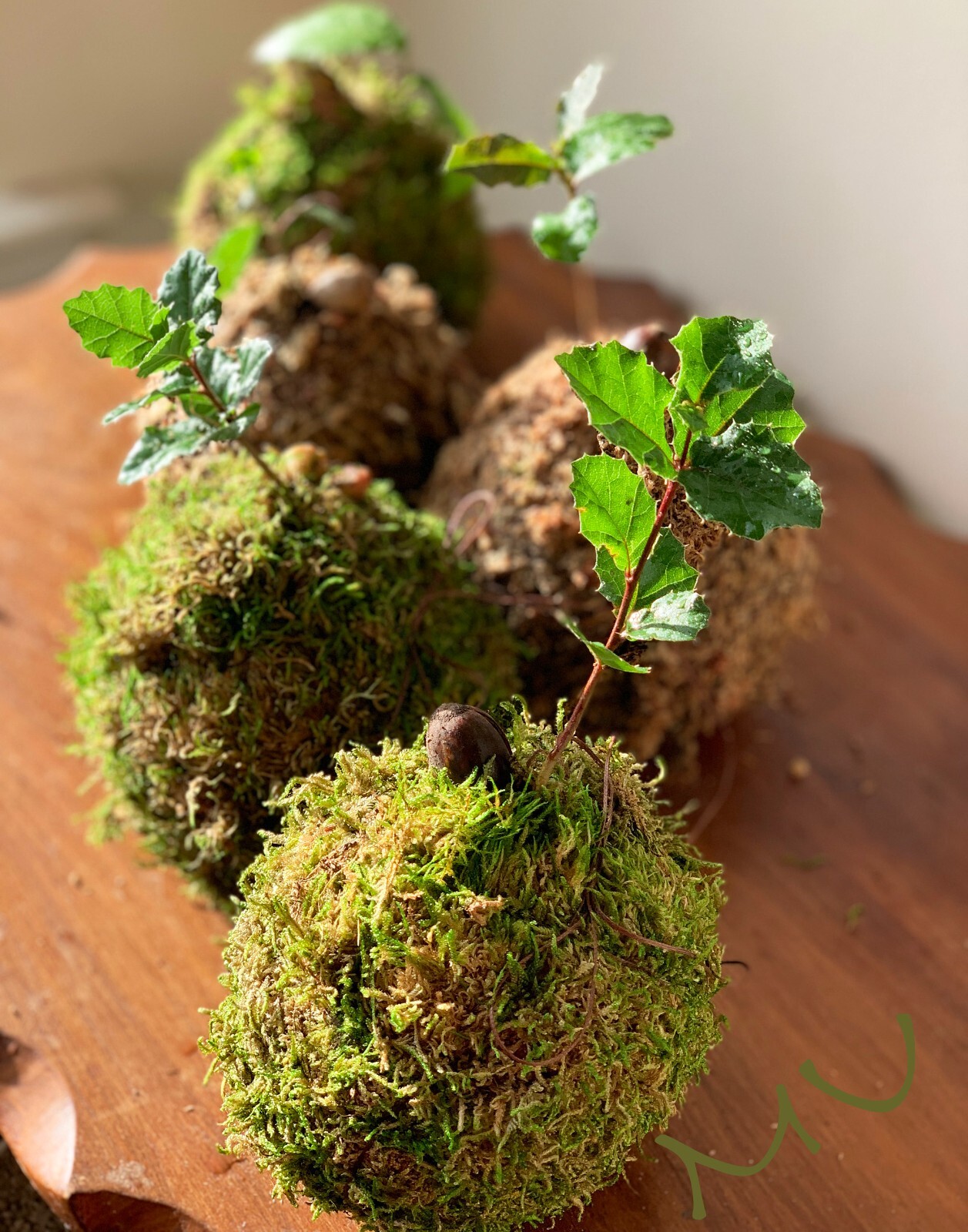 1 SMALL PALM SIZE BONSAI CALIFORNIA COASTAL LIVE OAK ACORN KOKEDAMA
