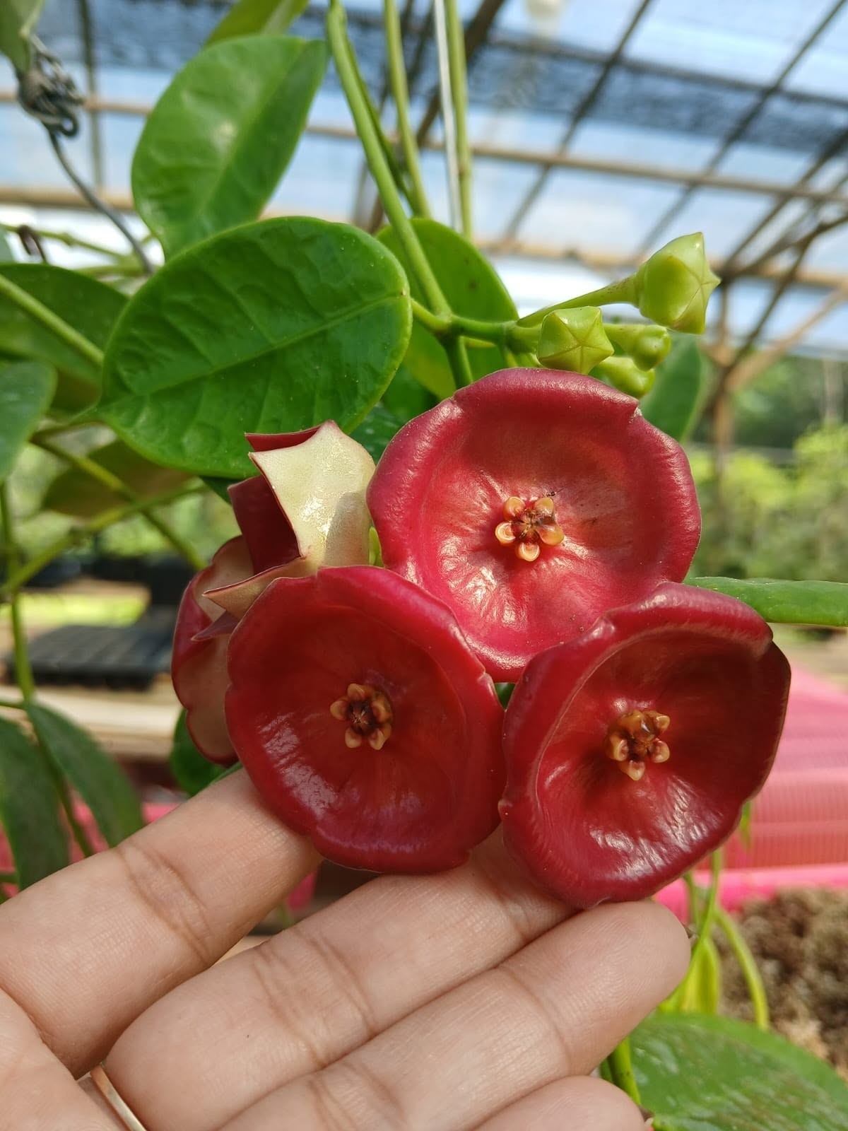 Real Picture Hoya Aff Lauterbachii Sp Papua Mature Size