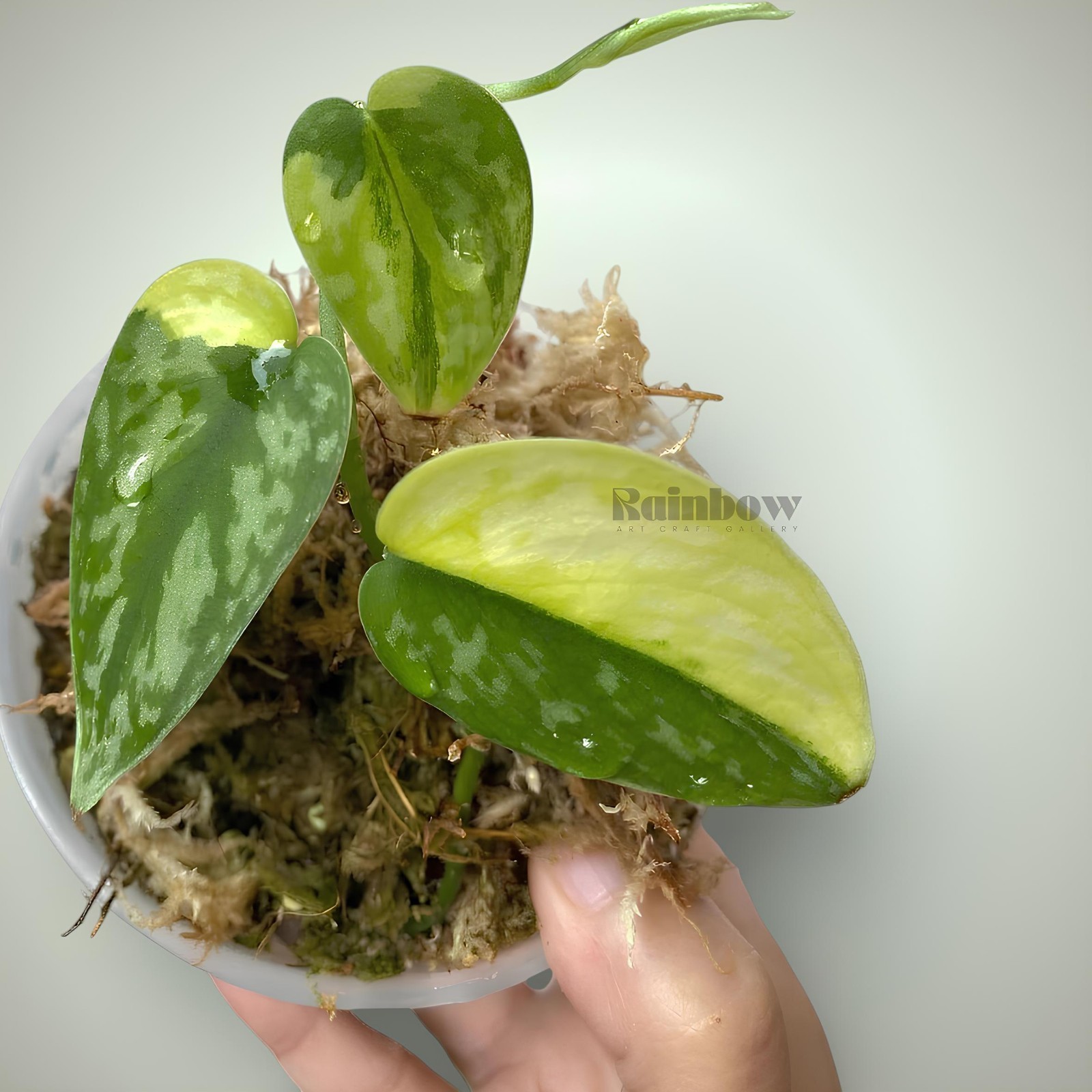 Scindapsus Apolaki Jungle Plant