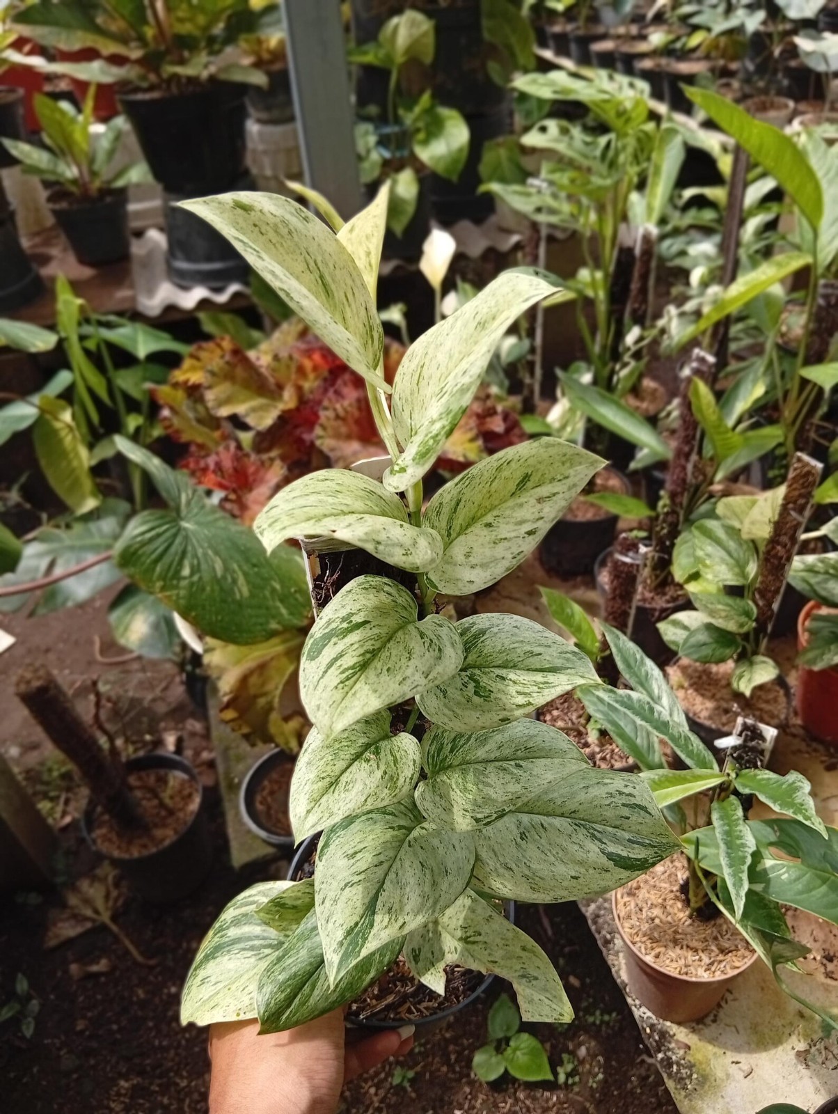 Real Picture Scindapsus White Marble Queenn Variegated Rare Plant
