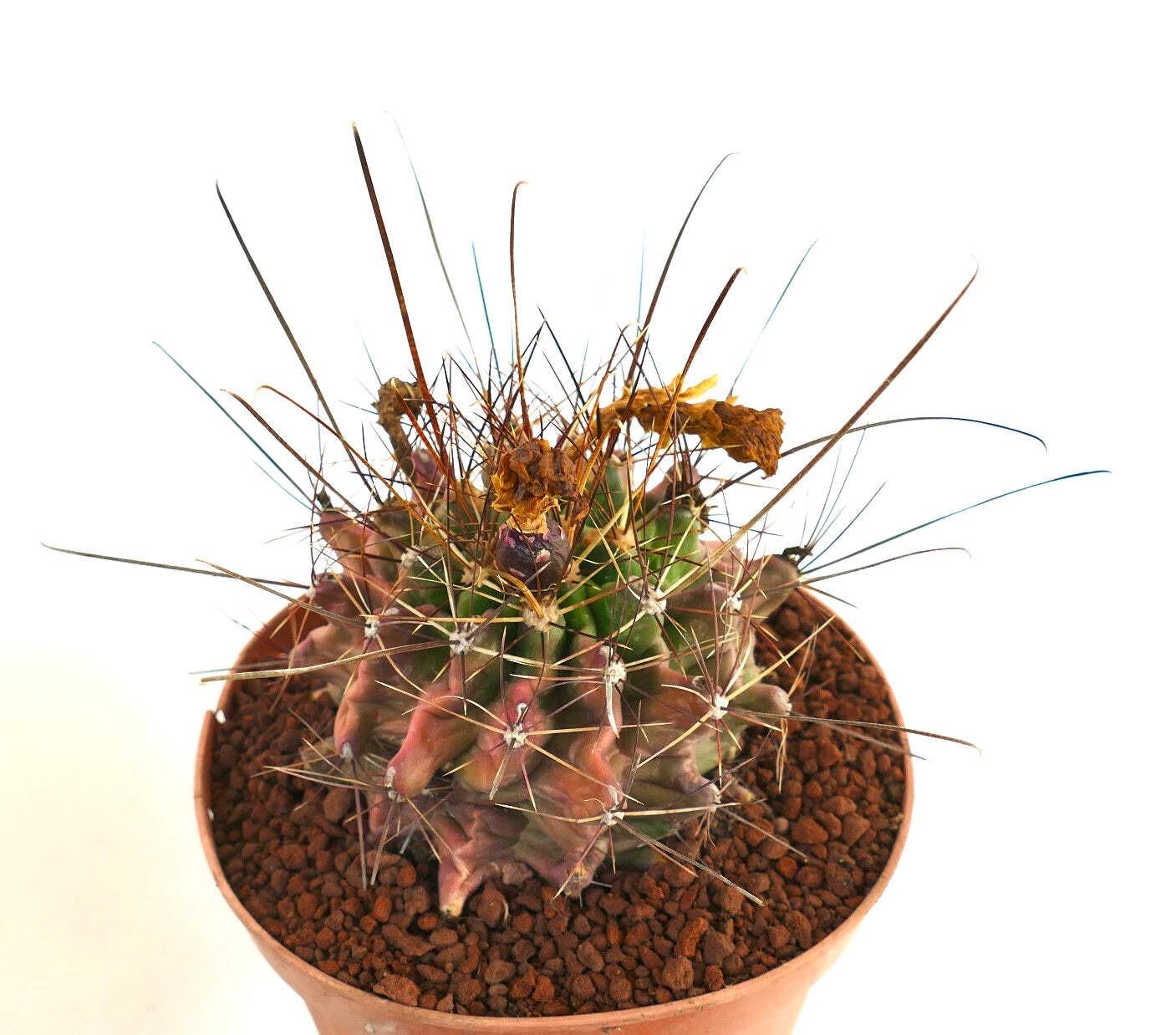 Ferocactus hamatacanthus UNUSUAL RIBS FORMS – Texas barrel cactus | Hooked barre