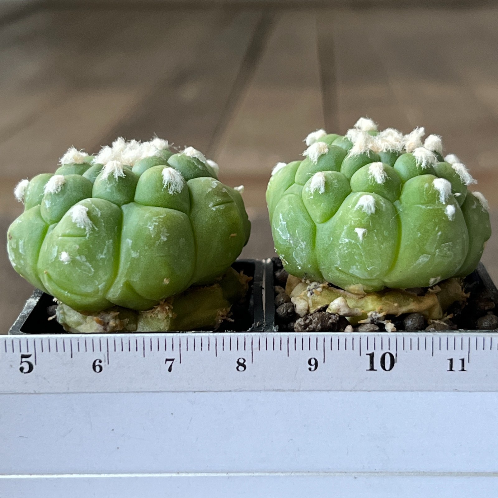 A50-653 Astrophytum super Kabuto cv. “Lizard Skin”, grafted, 2 pieces