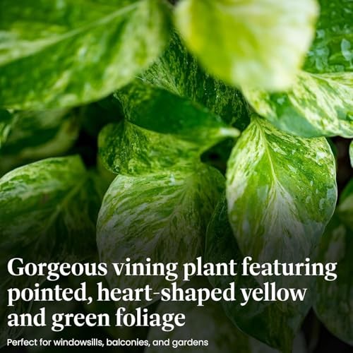 Pothos Pot – Easy-Care Trailing Houseplant, Air-Purifying Vine 4-Inch Golden