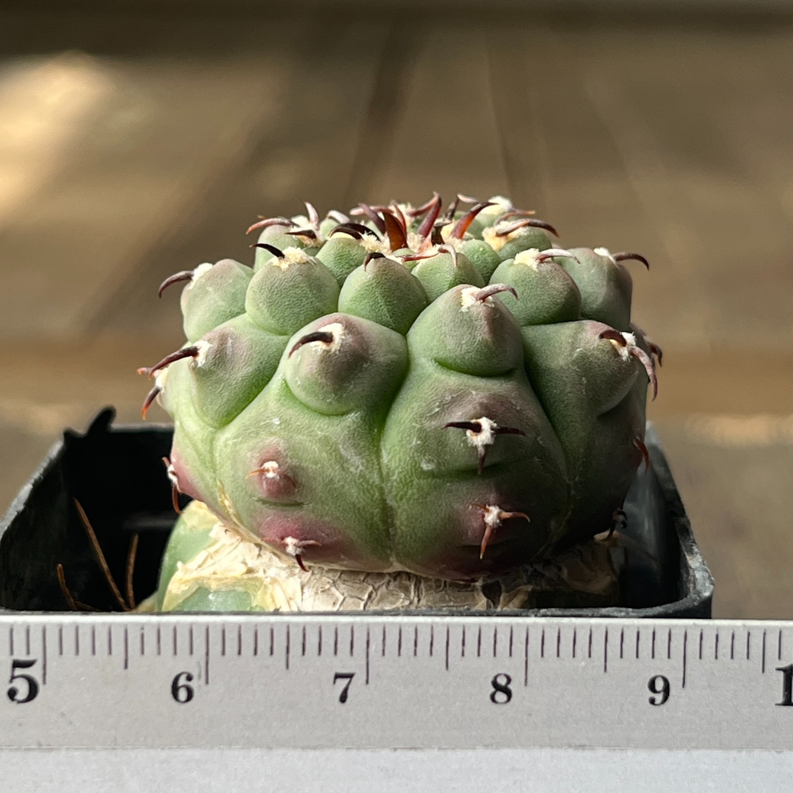 A45-1689 Gymnocalycium vatteri v. unguispinum, grafted