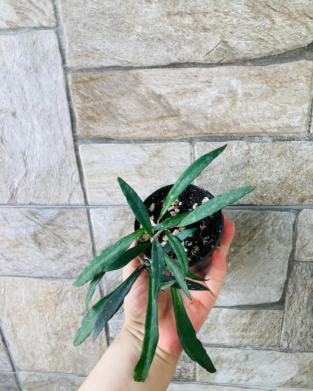 Sansevieria Green Mould Striata Variegated Rare Uniqe Snake Plant