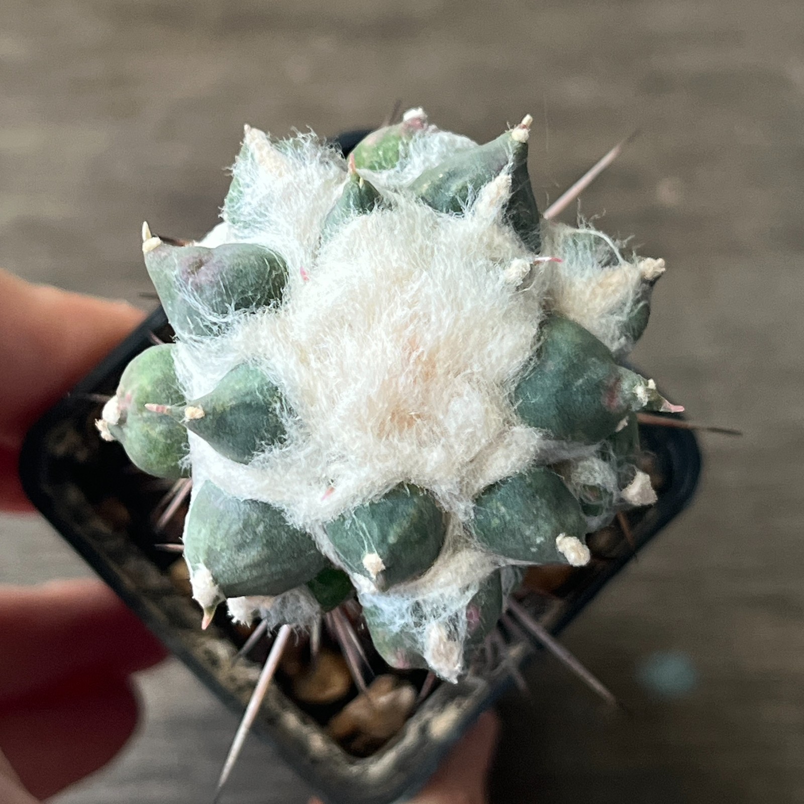 A52-412 Cactus retusus cv. ‘Muruibo’, grafted