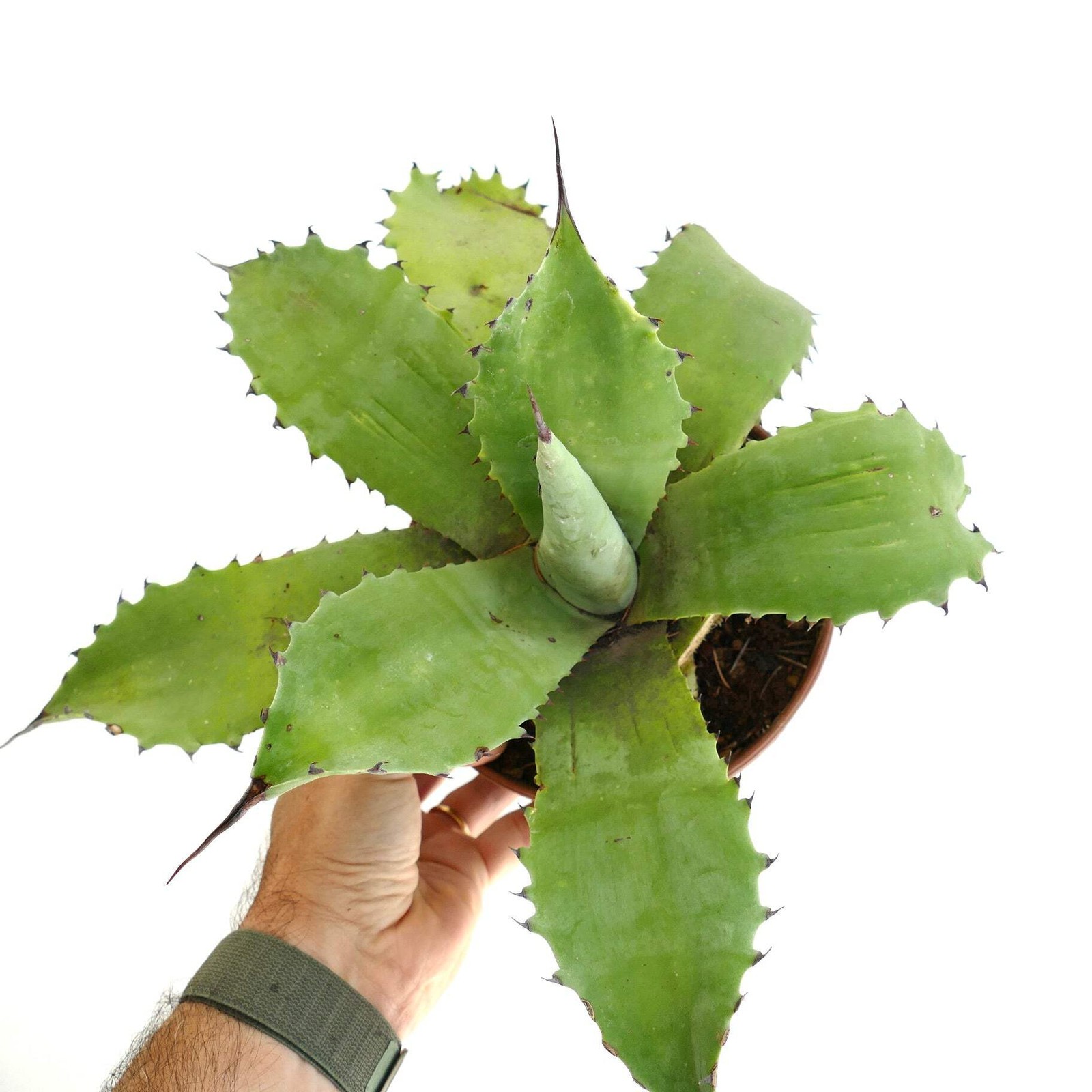 Agave parryi x agave sp. cv ‘BECKY’ STRONG GREEN – Parry’s agave hybrid | Centur