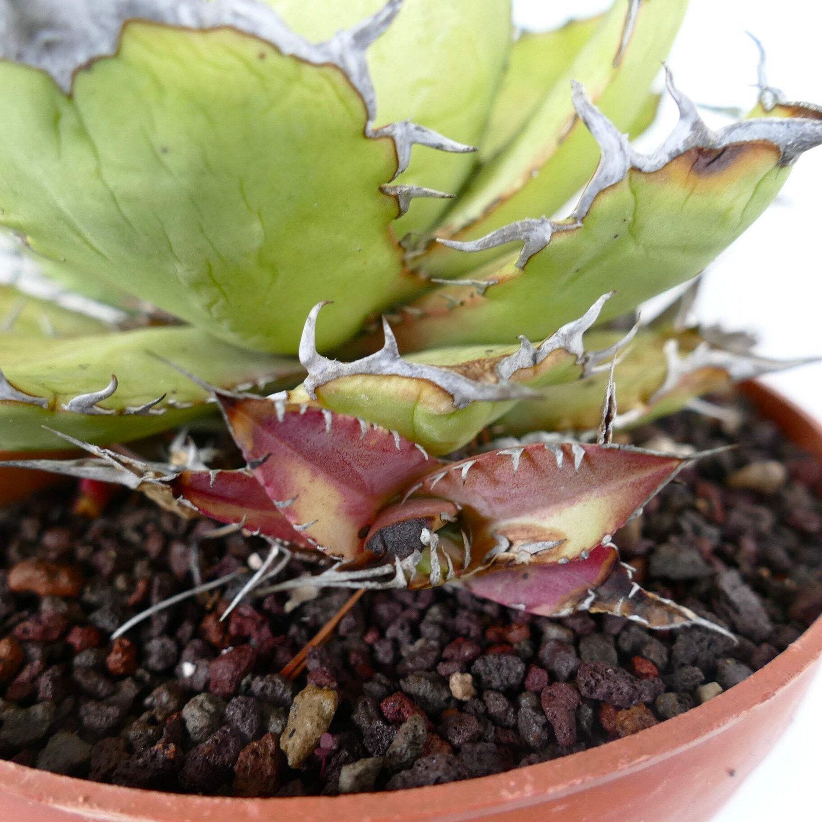 Agave titanota STRONG FINAL SPINES with offset – Rancho Tambor agave | Chalk aga